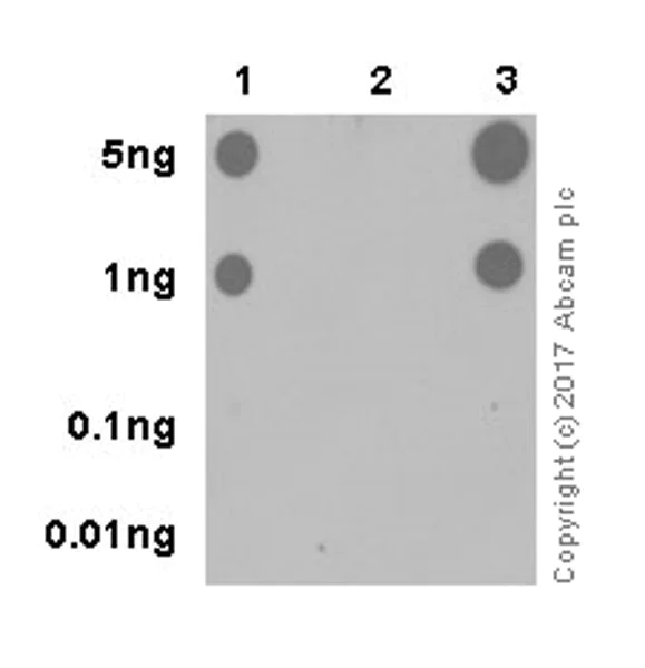 Dot Blot - Anti-hnRNP A1 (citrulline R122) antibody [EPR20177] - BSA and Azide free (AB251487)