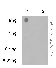 Dot Blot - Anti-hnRNP A1 (citrulline R140) antibody [EPR20178] (AB208030), expandable thumbnail