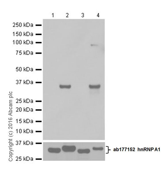 Western blot - Anti-hnRNP A1 (citrulline R140) antibody [EPR20178] (AB208030), expandable thumbnail