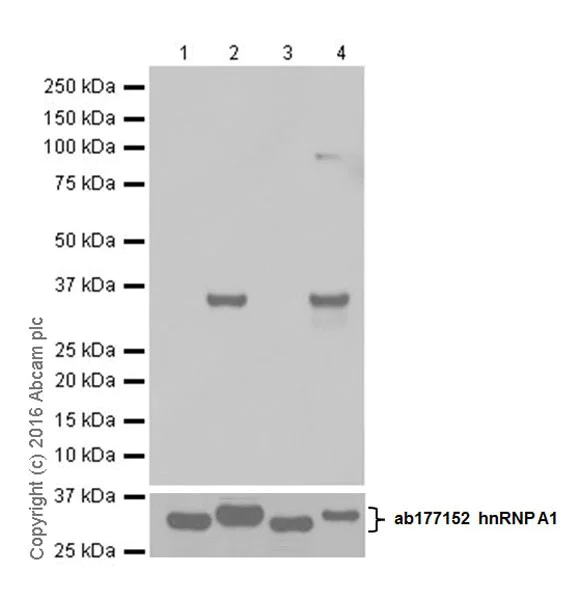 Western blot - Anti-hnRNP A1 (citrulline R140) antibody [EPR20178] (AB208030)