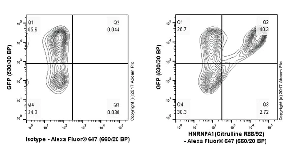 Flow Cytometry (Intracellular) - Anti-hnRNP A1 (citrulline R88 + R92) antibody [EPR20175] - BSA and Azide free (AB251486)