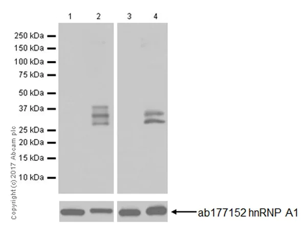 Western blot - Anti-hnRNP A1 (citrulline R88 + R92) antibody [EPR20175] - BSA and Azide free (AB251486)