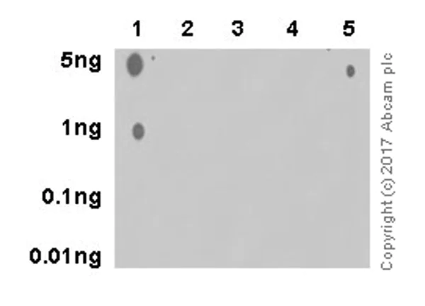 Dot Blot - Anti-hnRNP A1 (citrulline R92) antibody [EPR20174] - BSA and Azide free (AB251485)