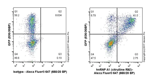 Flow Cytometry (Intracellular) - Anti-hnRNP A1 (citrulline R92) antibody [EPR20174] - BSA and Azide free (AB251485)