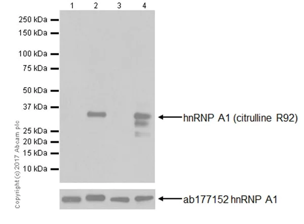 Western blot - Anti-hnRNP A1 (citrulline R92) antibody [EPR20174] - BSA and Azide free (AB251485)