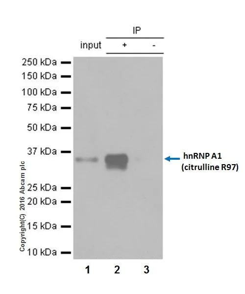 Immunoprecipitation - Anti-hnRNP A1 (citrulline R97) antibody [EPR20176] (AB208028)