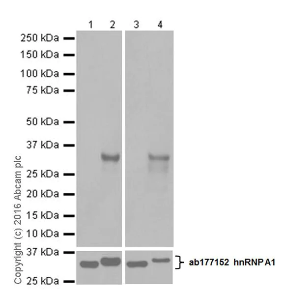 Western blot - Anti-hnRNP A1 (citrulline R97) antibody [EPR20176] (AB208028)