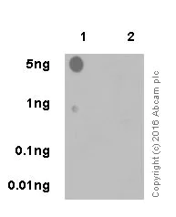 Dot Blot - Anti-hnRNP A1 (citrulline R97) antibody [EPR20176] - BSA and Azide free (AB271981)