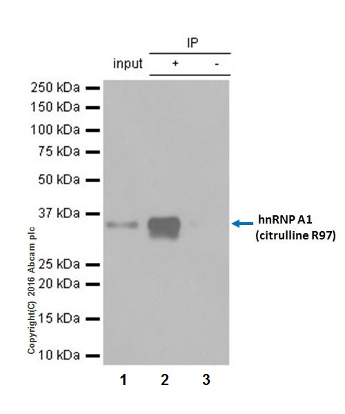 Immunoprecipitation - Anti-hnRNP A1 (citrulline R97) antibody [EPR20176] - BSA and Azide free (AB271981)