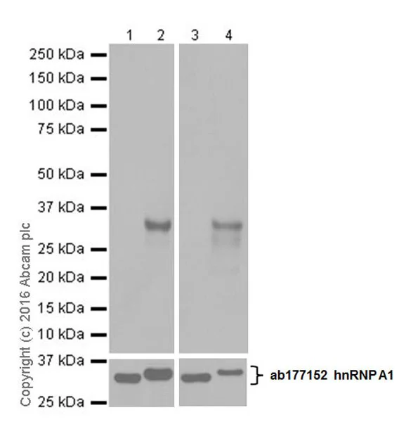 Western blot - Anti-hnRNP A1 (citrulline R97) antibody [EPR20176] - BSA and Azide free (AB271981)