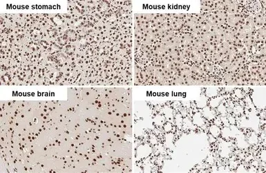 Immunohistochemistry (Formalin/PFA-fixed paraffin-embedded sections) - Anti-hnRNP A2B1 antibody (AB183654)