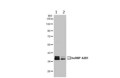 Western blot - Anti-hnRNP A2B1 antibody (AB183654)