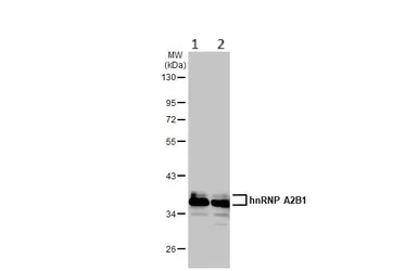 Western blot - Anti-hnRNP A2B1 antibody (AB183654)