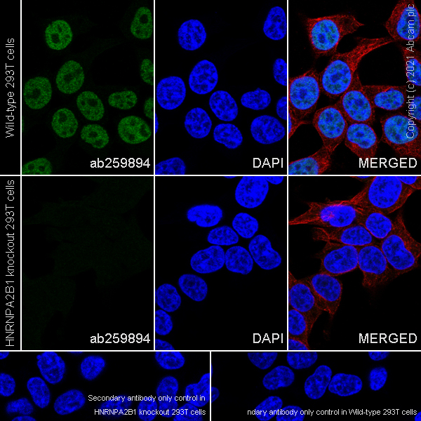 Immunocytochemistry/ Immunofluorescence - Anti-hnRNP A2B1 antibody [EPR24002-81] - BSA and Azide free (AB283592), expandable thumbnail