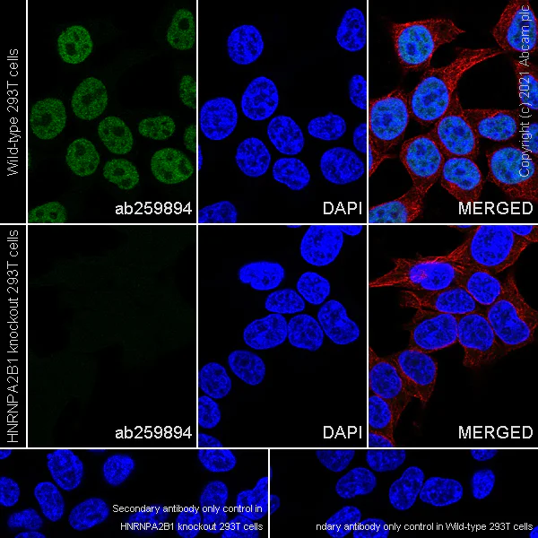 Immunocytochemistry/ Immunofluorescence - Anti-hnRNP A2B1 antibody [EPR24002-81] - BSA and Azide free (AB283592)