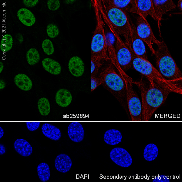 Immunocytochemistry/ Immunofluorescence - Anti-hnRNP A2B1 antibody [EPR24002-81] - BSA and Azide free (AB283592), expandable thumbnail
