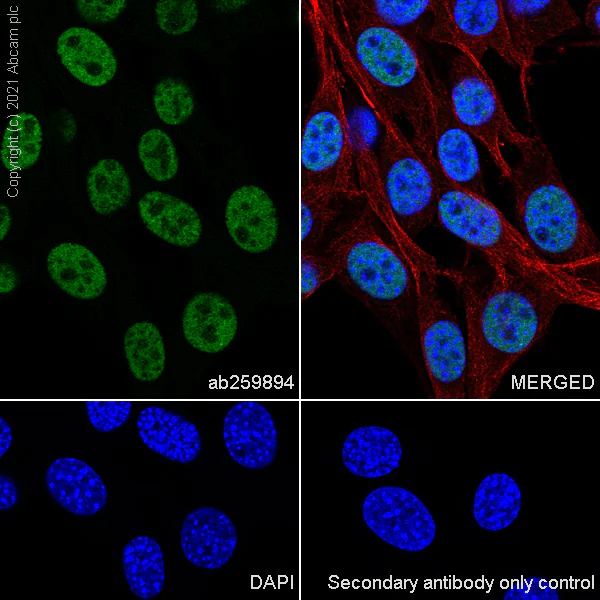 Immunocytochemistry/ Immunofluorescence - Anti-hnRNP A2B1 antibody [EPR24002-81] - BSA and Azide free (AB283592)