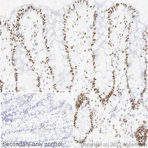 Immunohistochemistry (Frozen sections) - Anti-hnRNP A2B1 antibody [EPR24002-81] - BSA and Azide free (AB283592)