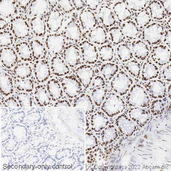 Immunohistochemistry (Frozen sections) - Anti-hnRNP A2B1 antibody [EPR24002-81] - BSA and Azide free (AB283592)