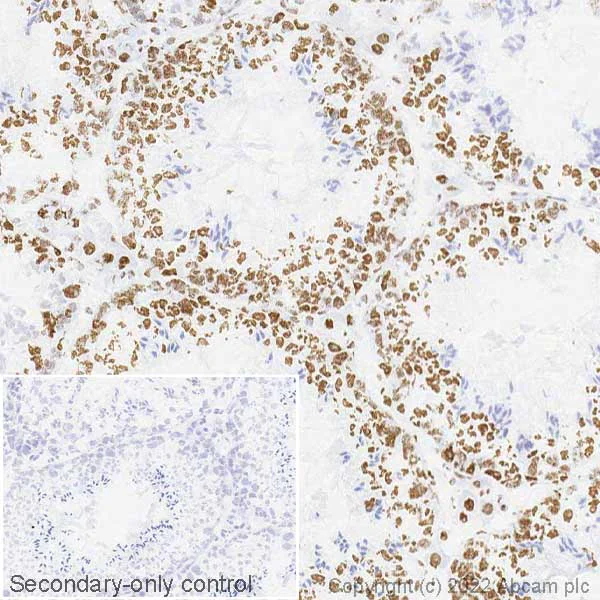 Immunohistochemistry (Frozen sections) - Anti-hnRNP A2B1 antibody [EPR24002-81] - BSA and Azide free (AB283592)
