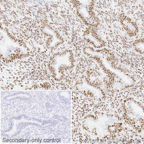 Immunohistochemistry (Frozen sections) - Anti-hnRNP A2B1 antibody [EPR24002-81] - BSA and Azide free (ab283592), expandable thumbnail