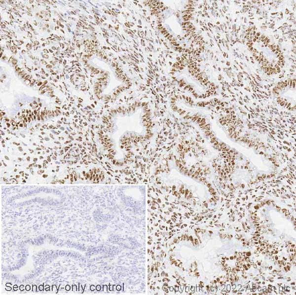 Immunohistochemistry (Frozen sections) - Anti-hnRNP A2B1 antibody [EPR24002-81] - BSA and Azide free (AB283592)