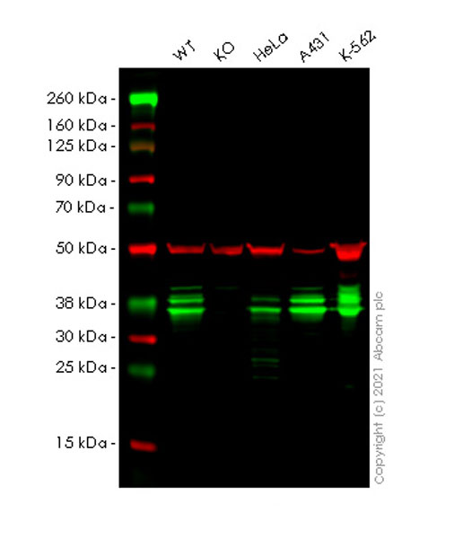 Western blot - Anti-hnRNP A2B1 antibody [EPR24002-81] - BSA and Azide free (AB283592), expandable thumbnail