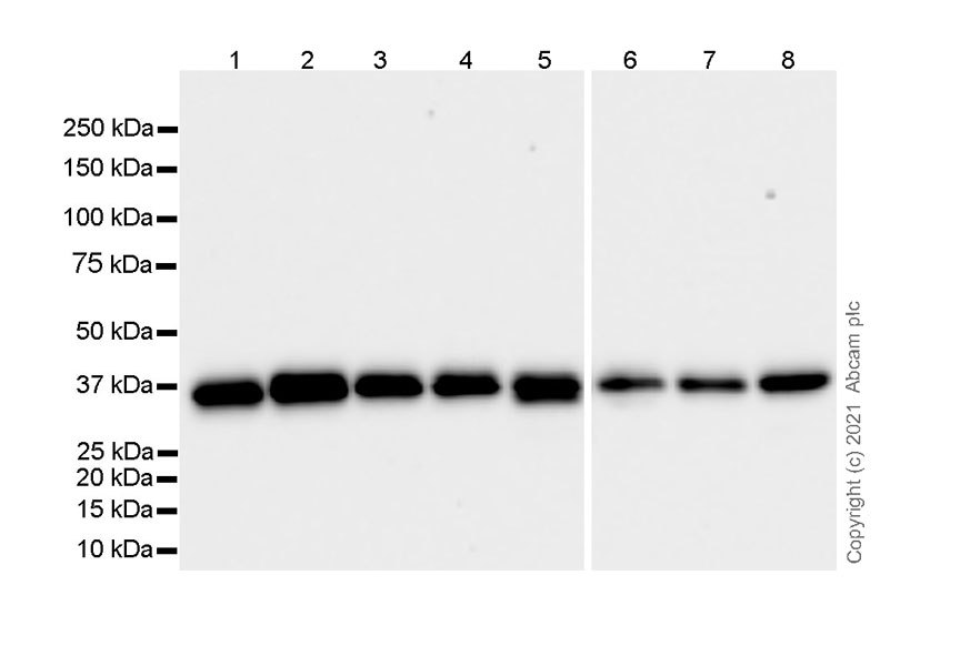 Western blot - Anti-hnRNP A2B1 antibody [EPR24002-81] - BSA and Azide free (AB283592), expandable thumbnail