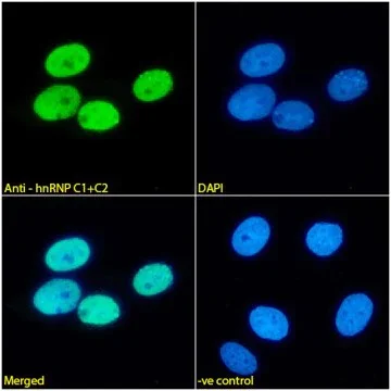 Immunocytochemistry/ Immunofluorescence - Anti-hnRNP C1/C2 Antibody [4F4] (AB316365)