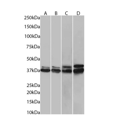 Western blot - Anti-hnRNP C1/C2 Antibody [4F4] (AB316365)