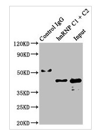 Immunoprecipitation - Anti-hnRNP C1/C2 antibody [9G1] (AB314004), expandable thumbnail