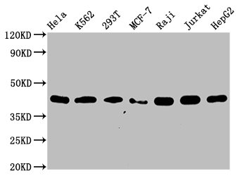 Western blot - Anti-hnRNP C1/C2 antibody [9G1] (AB314004), expandable thumbnail