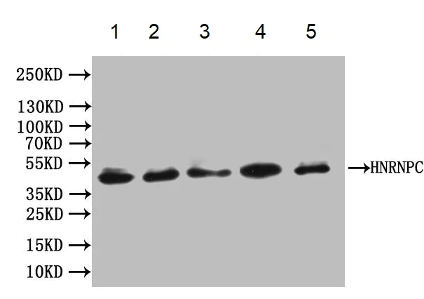 Western blot - Anti-hnRNP C1/C2 antibody [9G1] (AB314004)