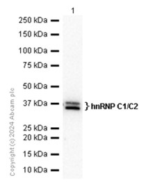 Western blot - Anti-hnRNP C1/C2 antibody [EP3034Y] (AB75822), expandable thumbnail