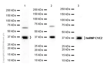 Western blot - Anti-hnRNP C1/C2 antibody [EP3034Y] - BSA and Azide free (AB284719)