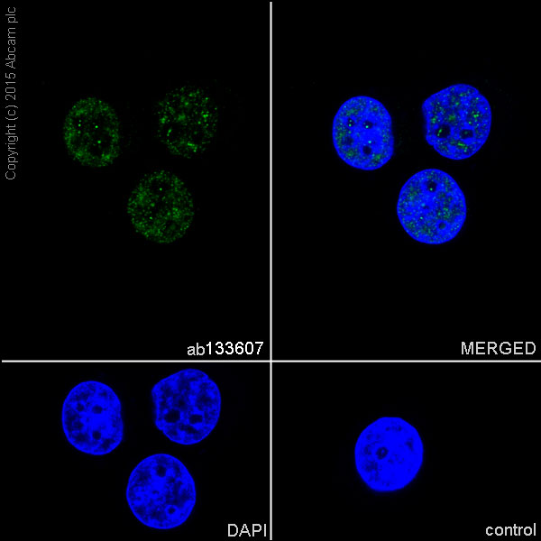 Immunocytochemistry/ Immunofluorescence - Anti-hnRNP C1/C2 antibody [EPNCIR152] - BSA and Azide free (AB248575), expandable thumbnail