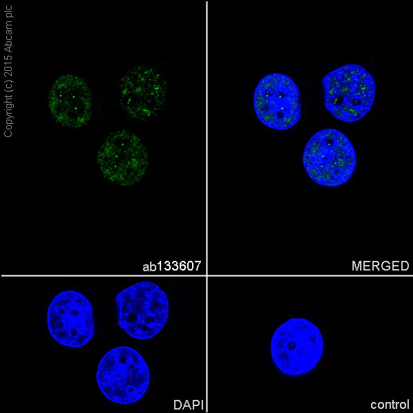 Immunocytochemistry/ Immunofluorescence - Anti-hnRNP C1/C2 antibody [EPNCIR152] - BSA and Azide free (AB248575)