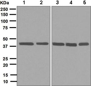 Western blot - Anti-hnRNP C1/C2 antibody [EPNCIR152] - BSA and Azide free (AB248575), expandable thumbnail