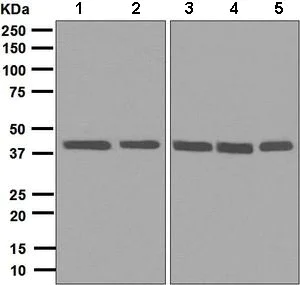 Western blot - Anti-hnRNP C1/C2 antibody [EPNCIR152] - BSA and Azide free (AB248575)