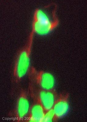 Immunocytochemistry/ Immunofluorescence - Anti-hnRNP D/AUF1 antibody (AB61193), expandable thumbnail