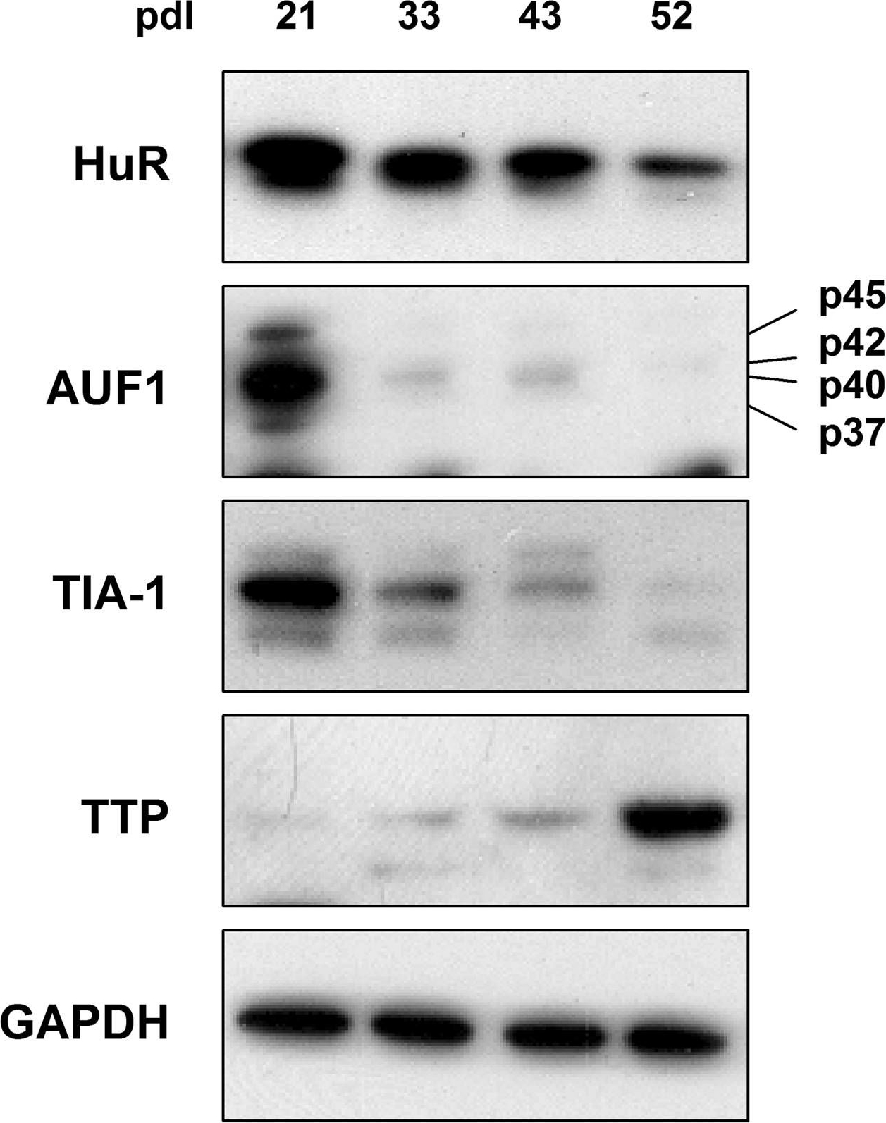 Western blot - Anti-hnRNP D/AUF1 antibody (AB61193), expandable thumbnail