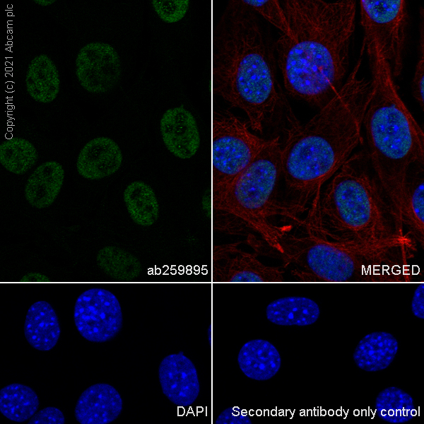 Immunocytochemistry/ Immunofluorescence - Anti-hnRNP D/AUF1 antibody [EPR24001-12] (ab259895), expandable thumbnail