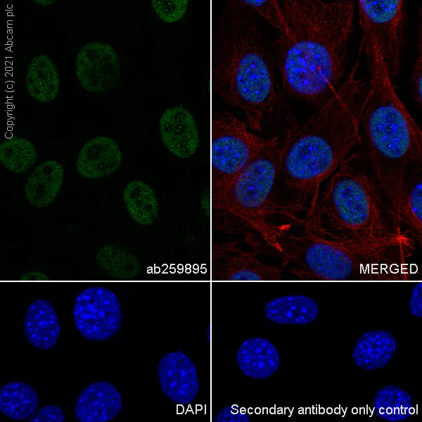Immunocytochemistry/ Immunofluorescence - Anti-hnRNP D/AUF1 antibody [EPR24001-12] (AB259895)