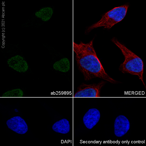 Immunocytochemistry/ Immunofluorescence - Anti-hnRNP D/AUF1 antibody [EPR24001-12] (ab259895), expandable thumbnail