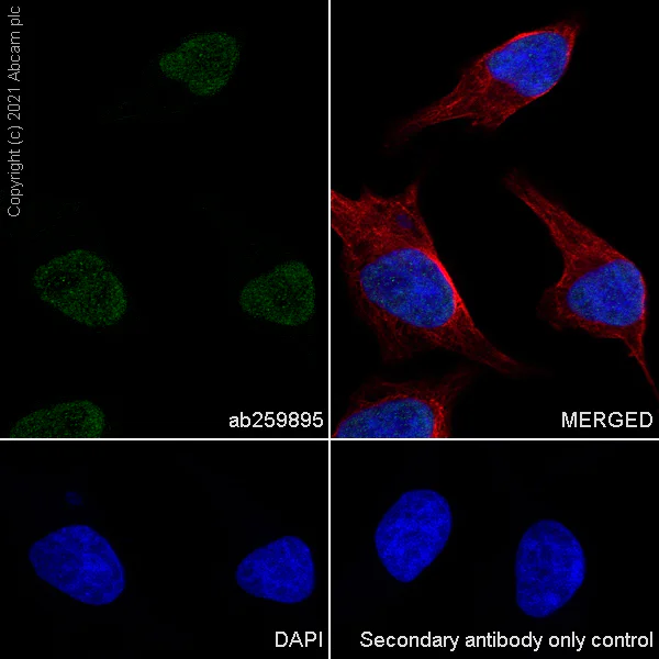 Immunocytochemistry/ Immunofluorescence - Anti-hnRNP D/AUF1 antibody [EPR24001-12] (AB259895)