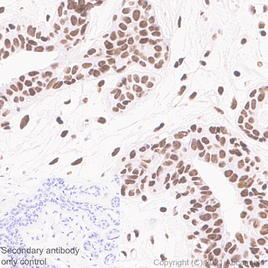 Immunohistochemistry (Formalin/PFA-fixed paraffin-embedded sections) - Anti-hnRNP D/AUF1 antibody [EPR24001-12] (AB259895), expandable thumbnail