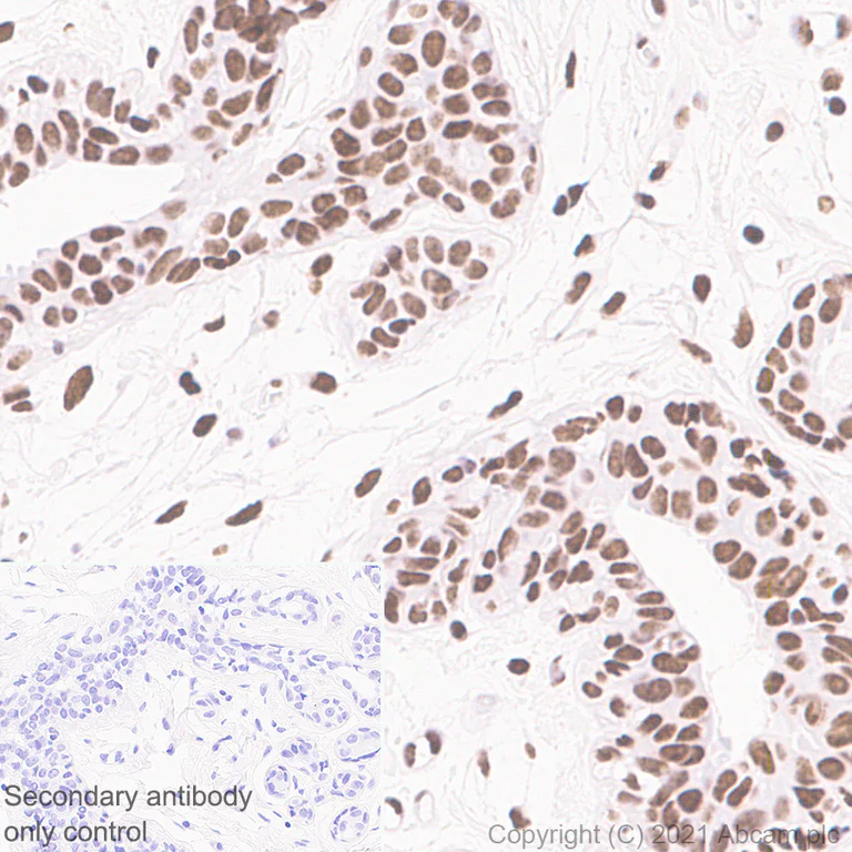 Immunohistochemistry (Formalin/PFA-fixed paraffin-embedded sections) - Anti-hnRNP D/AUF1 antibody [EPR24001-12] (AB259895)