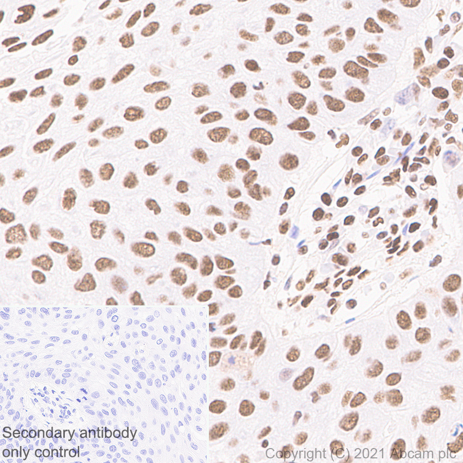 Immunohistochemistry (Formalin/PFA-fixed paraffin-embedded sections) - Anti-hnRNP D/AUF1 antibody [EPR24001-12] (AB259895), expandable thumbnail