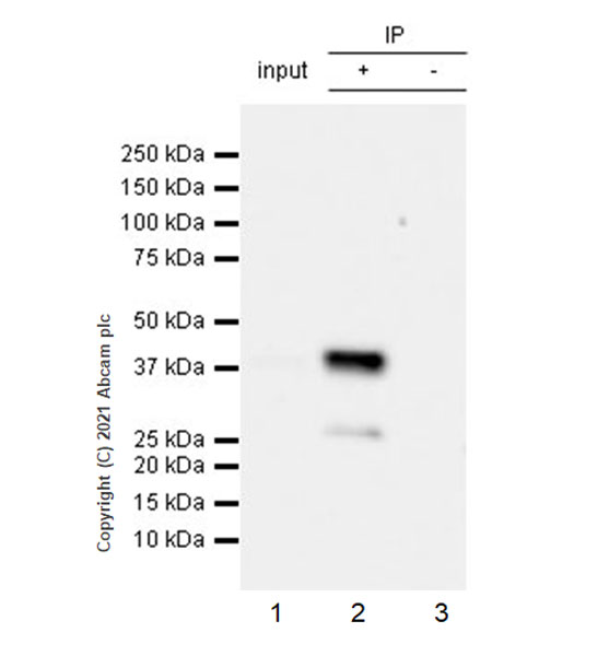 Immunoprecipitation - Anti-hnRNP D/AUF1 antibody [EPR24001-12] (ab259895), expandable thumbnail
