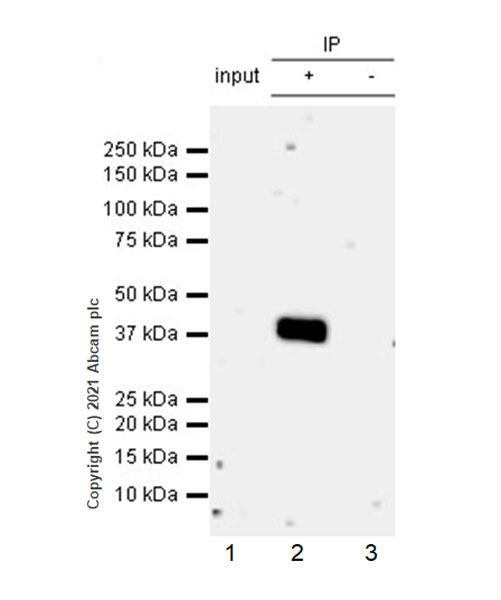 Immunoprecipitation - Anti-hnRNP D/AUF1 antibody [EPR24001-12] (ab259895), expandable thumbnail